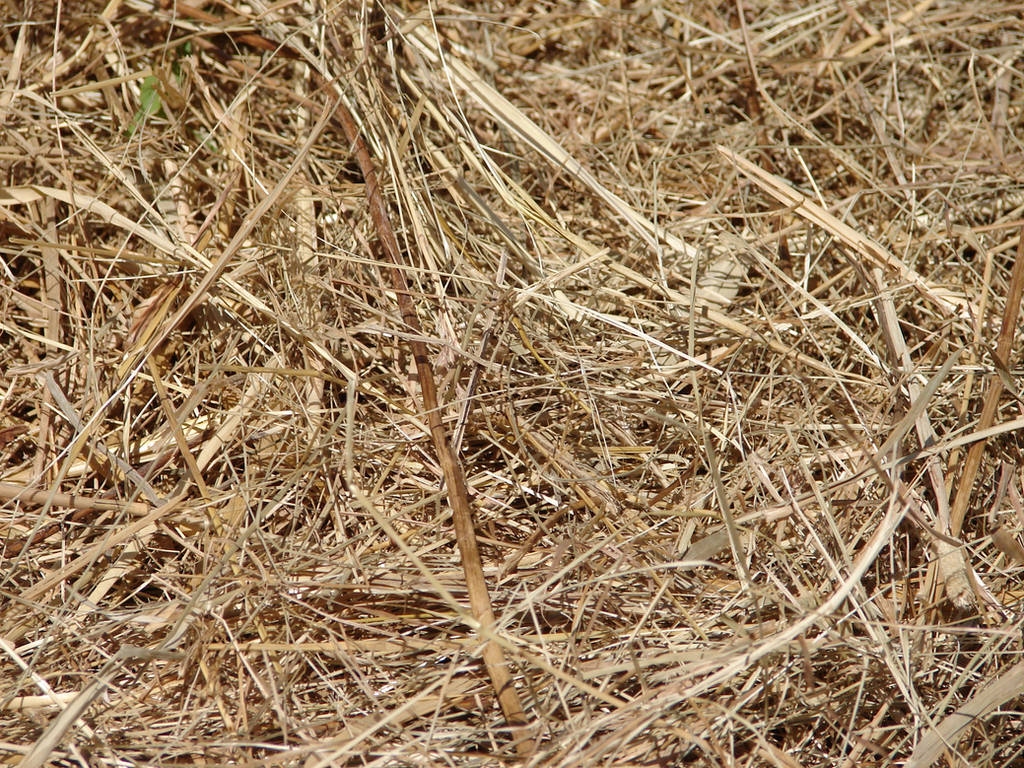 Straw Hay Farm Texture by FantasyStock