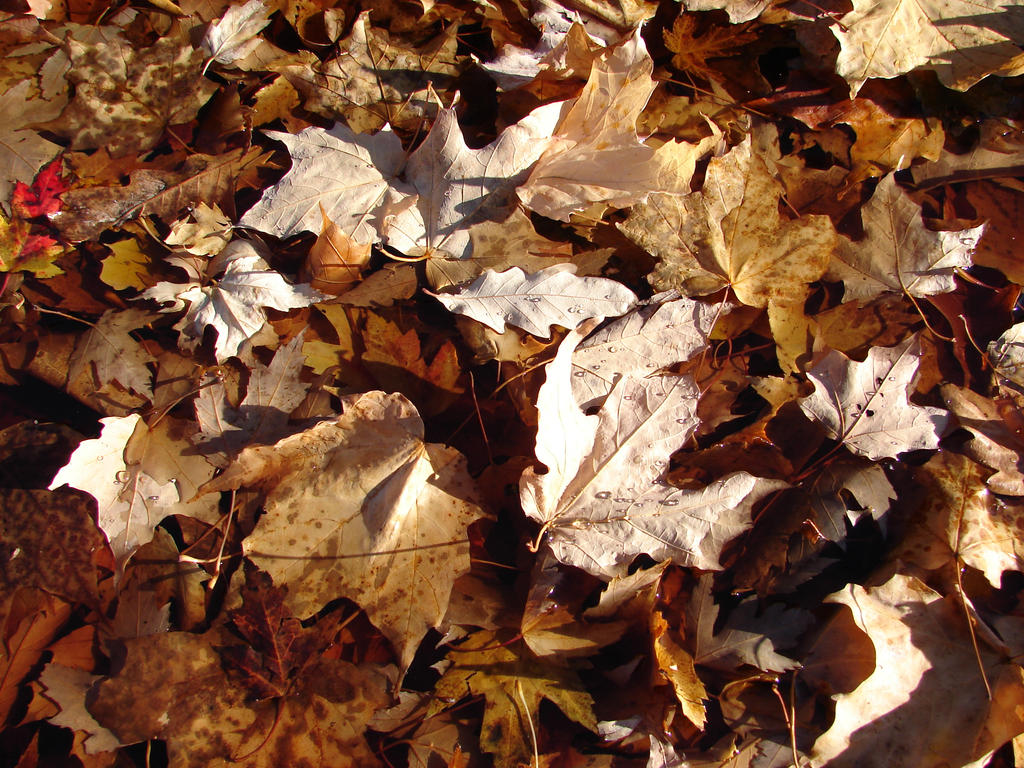 Wet Leaves Texture