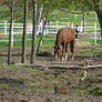 Muddy Horse Pasture