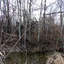 Swampy Woodland Stream 1