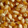 Popcorn Kernels 1