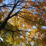 Autumn Tree Branches 1