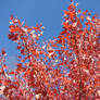 Autumn Tree Branches 4