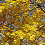 Autumn Tree Branches 5