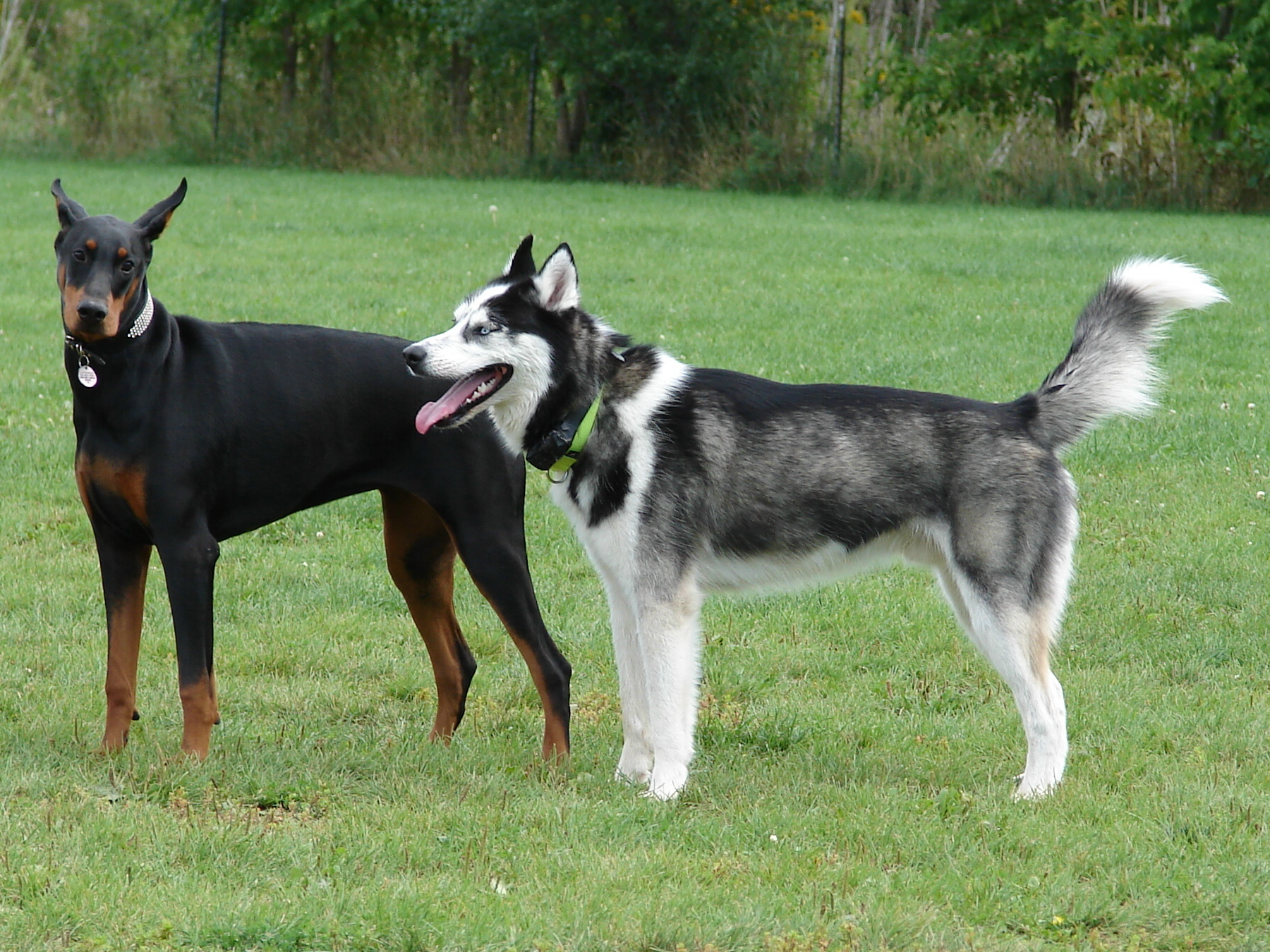 88+ White Doberman Husky Mix