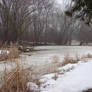 Winter Swamp Background 3