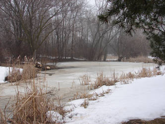 Winter Swamp Background 3