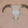 Western Horned Bull Skull