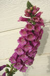 Purple Floxglove Flowers 3