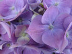 Purple Flowers 1 by FantasyStock