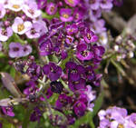 Purple Flowers 3