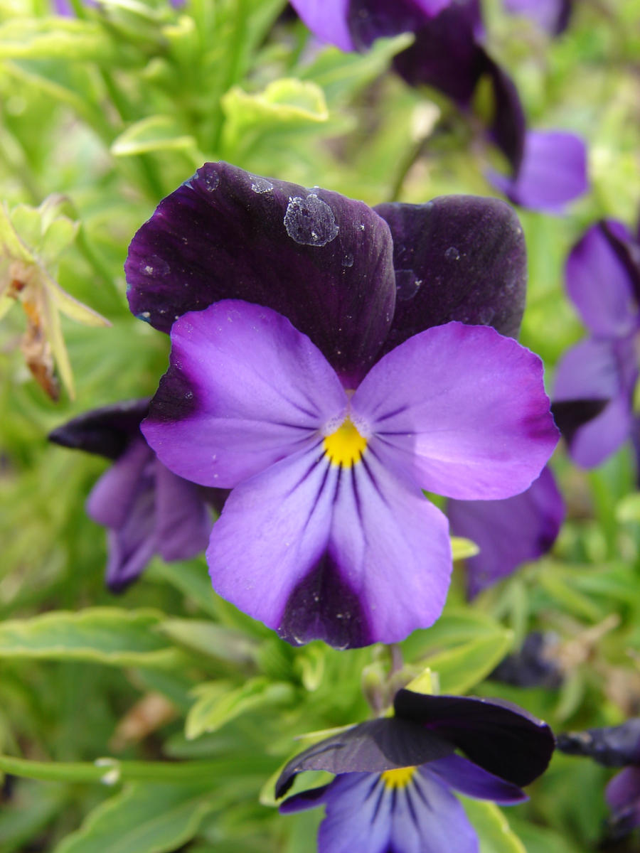 Purple Flowers 4