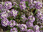 Purple Flowers 5