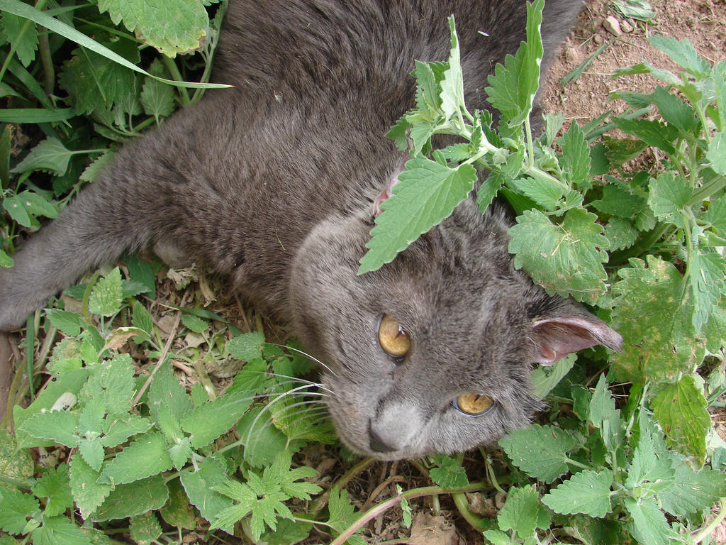 i haz catnip addictshun