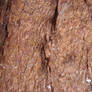 Sequoia Tree Bark Texture