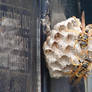 Yellow Jacket Wasps Nesting 5