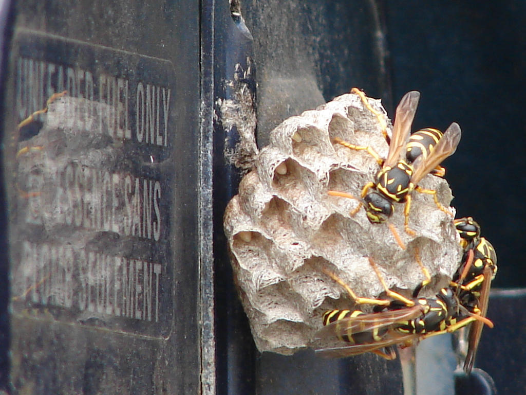 Yellow Jacket Wasps Nesting 6