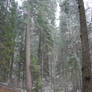 Sequoia Trees Near the Road