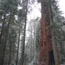 Sequoias in California 4