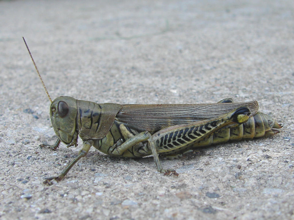 Green Grasshopper 7