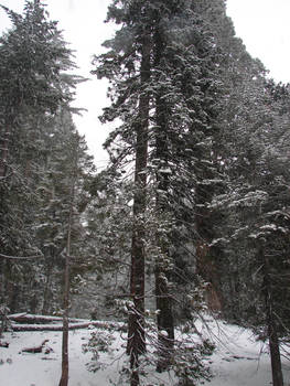 Sequoias in California 5