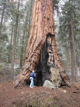 Sequoias in California 6