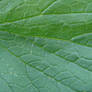 Catnip Leaf Texture