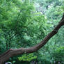 Stock Forest Background 2