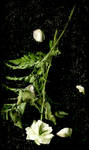 White Rose on Grassy Lawn by FantasyStock