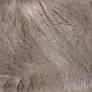 Seamless Chartreux Fur Texture