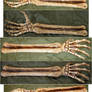 Skeletal Arm Bones + Hand