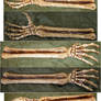 Skeletal Arm Bones + Hand