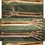 Skeletal Arm Bones + Hand