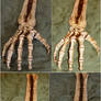 Skeletal Hand Bones + Arm