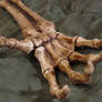Skeletal Reaching Hand Prop