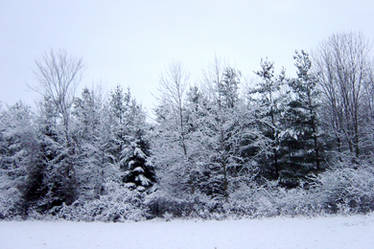 Winter Wonderland Scenery 1