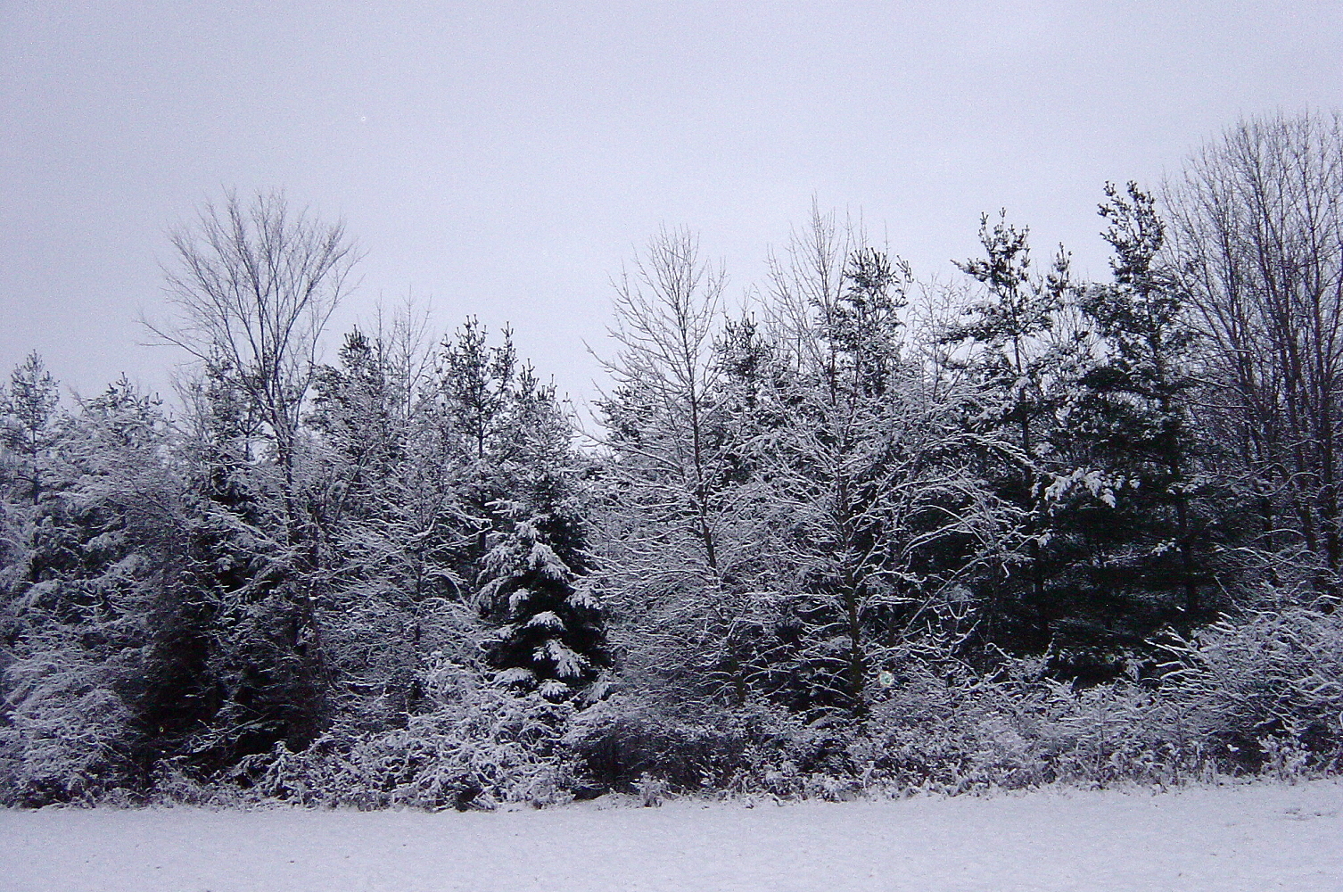 Winter Wonderland Scenery 2