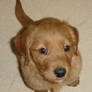 Golden Retriever Puppy Francis