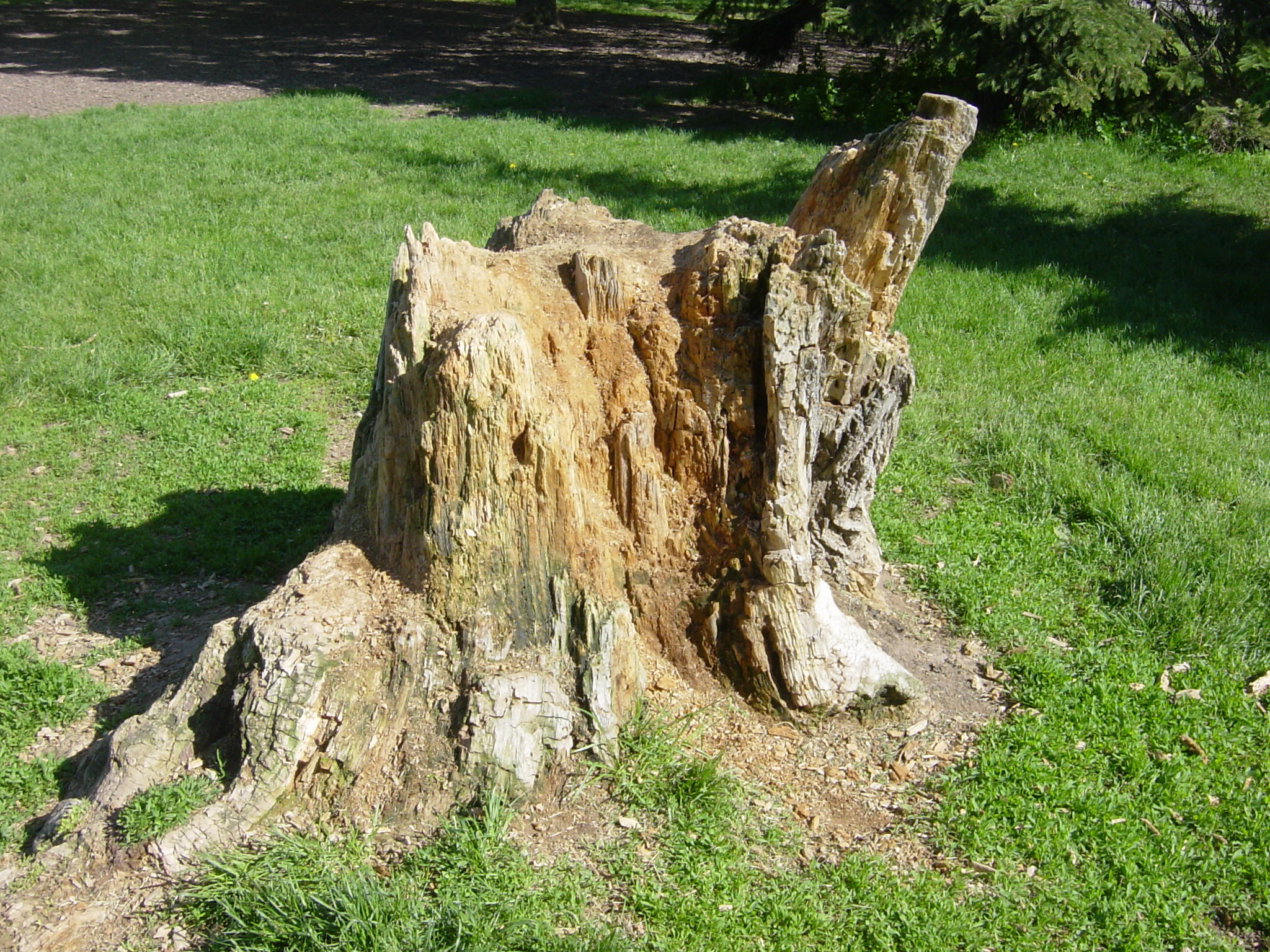 Tree Stump at the Dog Park 1