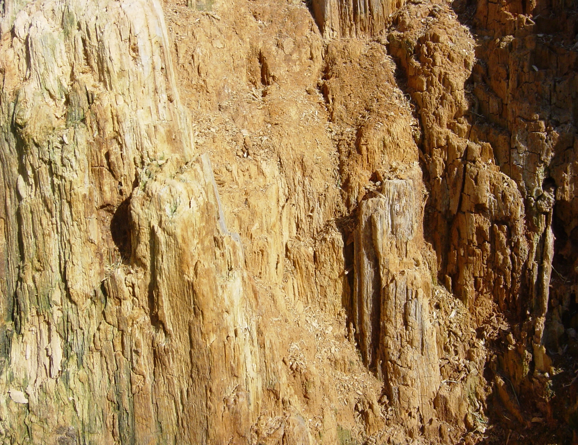 Rotted Wood Tree Stump Texture