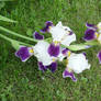 Blooming Purple Irises n Grass