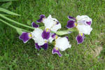 Blooming Purple Irises n Grass