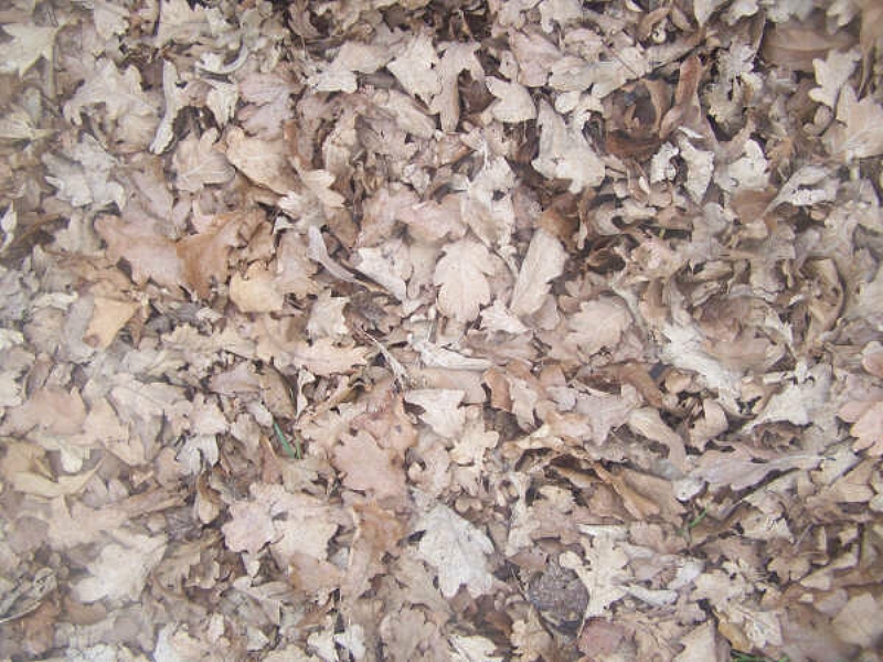 Gracies-Stock Wood Texture 18