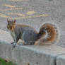 Animal: Grey Squirrel Critter