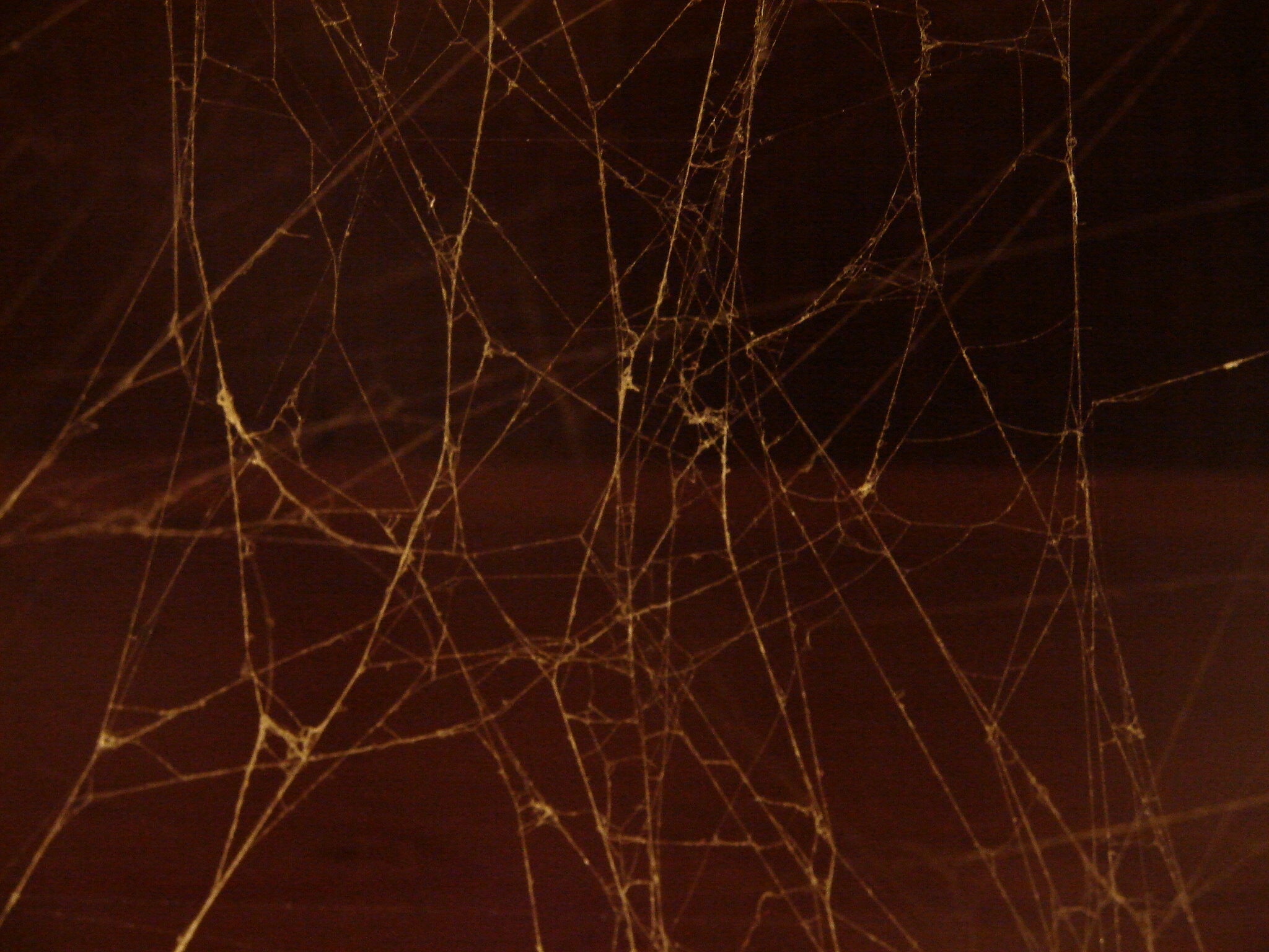 Dark Spiderweb Texture