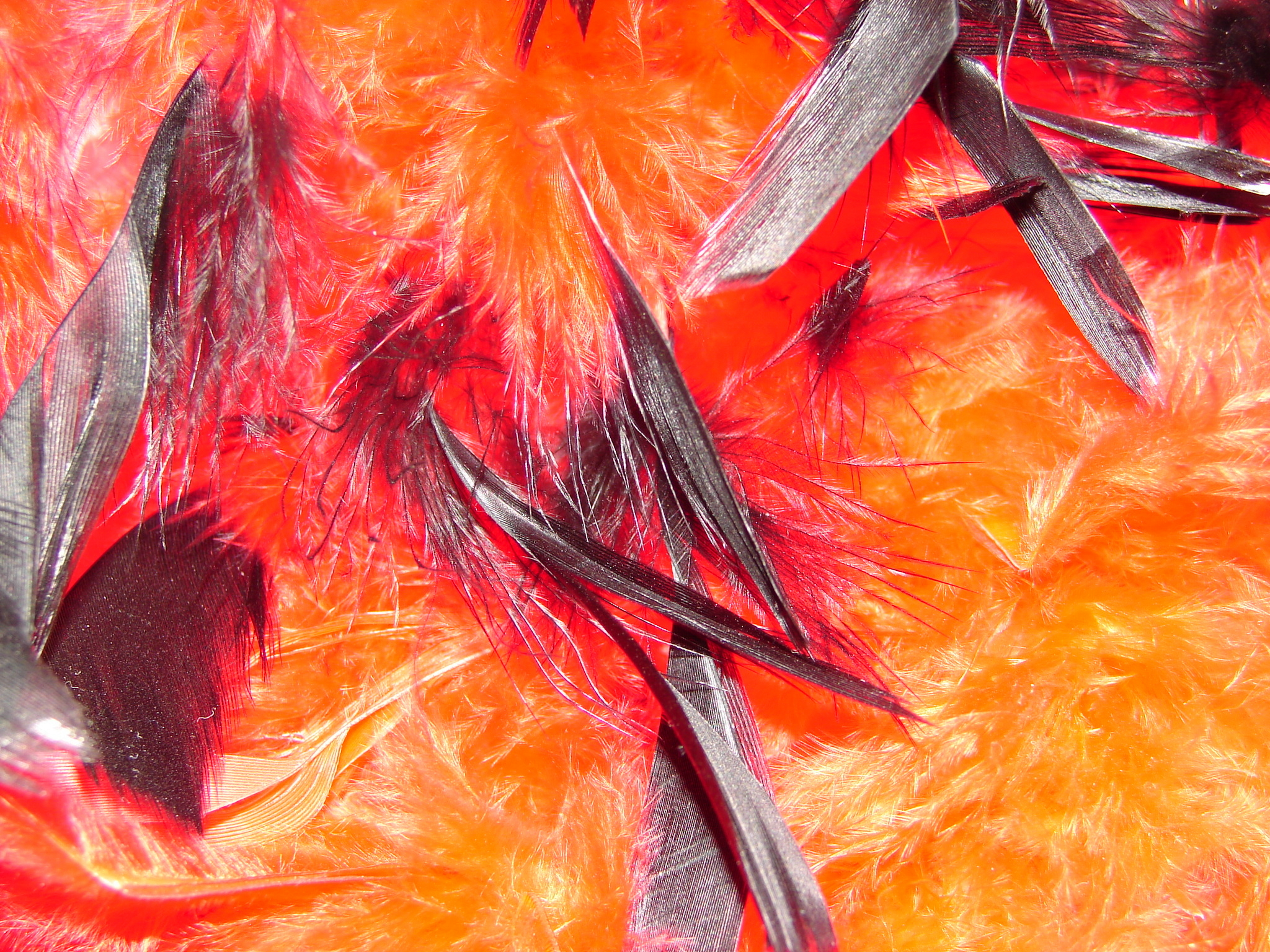 Red Orange Feather Texture