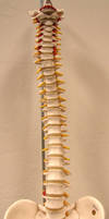 Spinal Column Front View