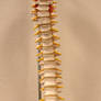 Spinal Column Front View