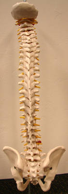Spinal Column Back View
