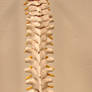 Spinal Column Back View
